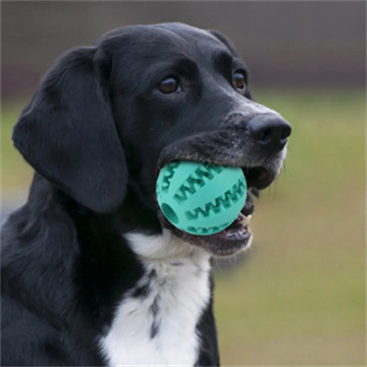 Puppy Play & Chew Ball